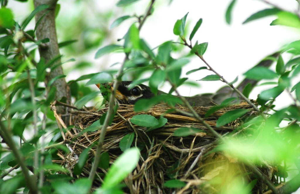 Bird sitting on eggs in nest