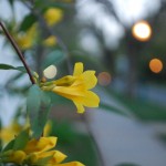 Yellow Jasmine on a Fence at Twilight