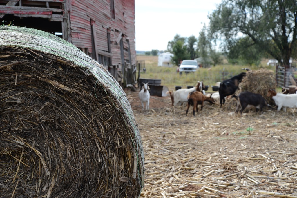 Hay bale and goats