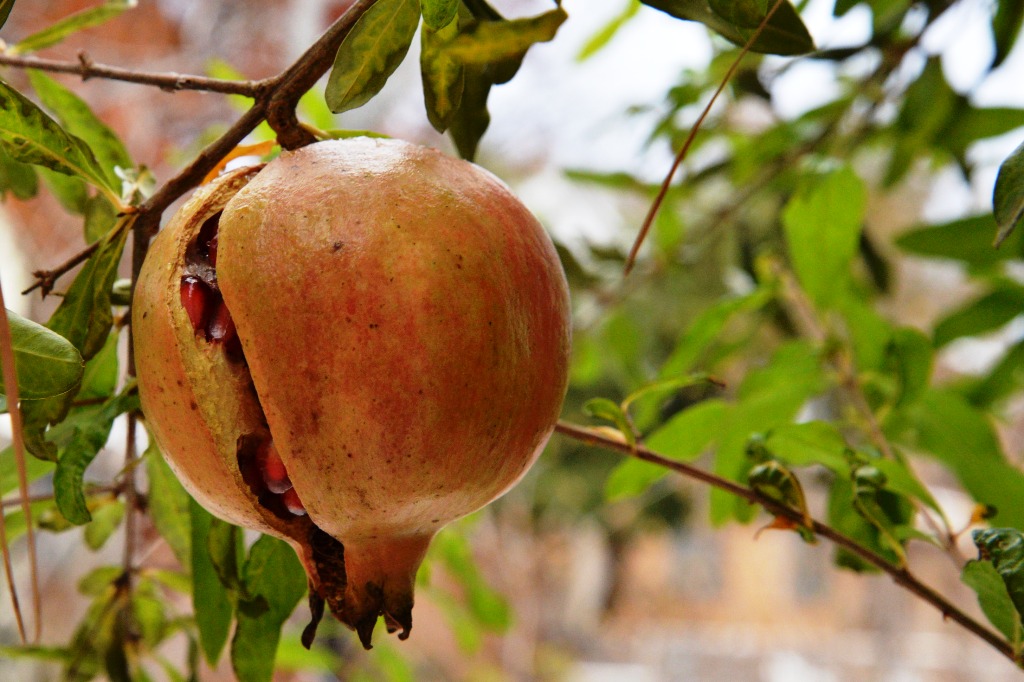 can you grow pomegranates in Oklahoma