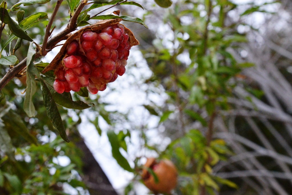 Red Berries of a pomegranate