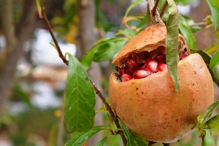 can you grow pomegranates in Oklahoma