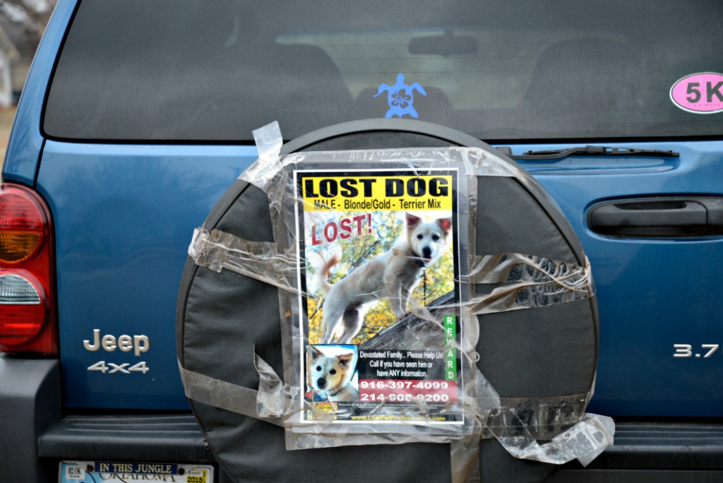 Lost Dog Pet