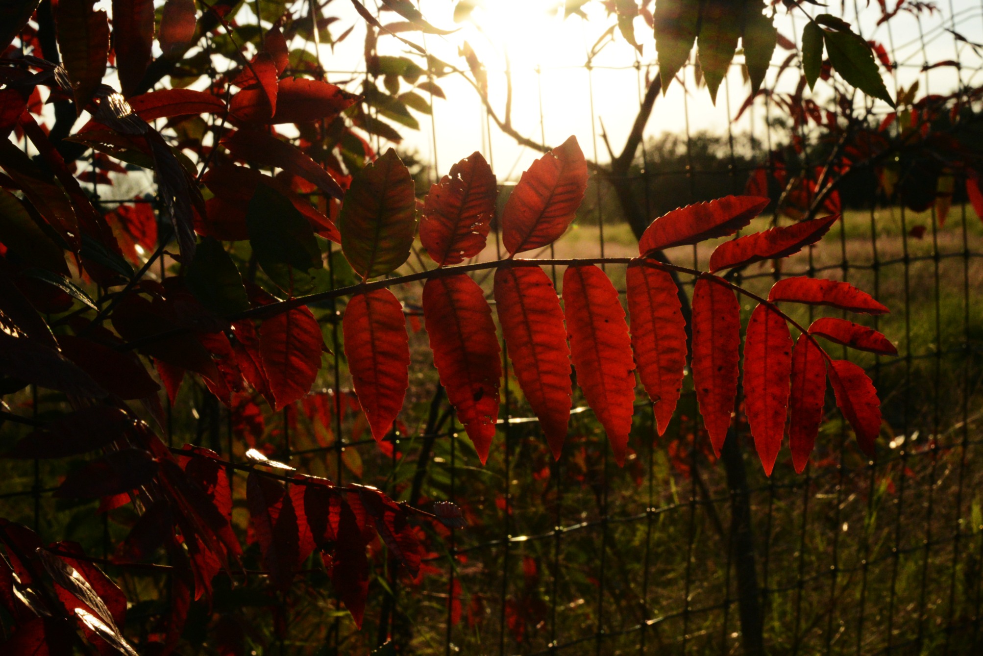 Red Leaves Fall in Logan County