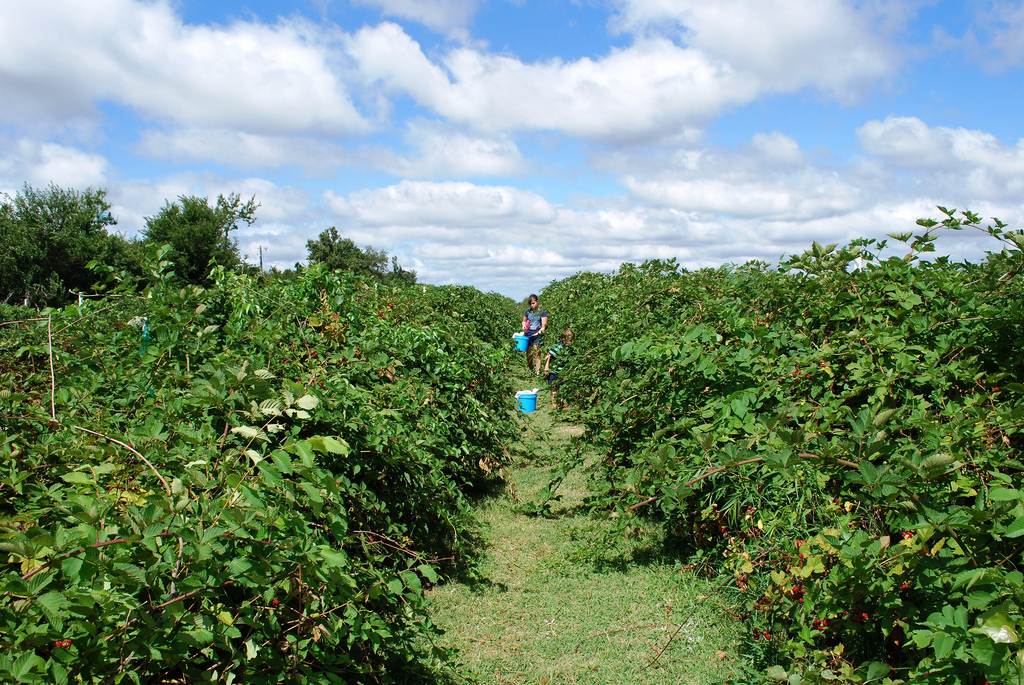 Picking Blackberries in Oklahoma, Sunberry Orchard, Luther