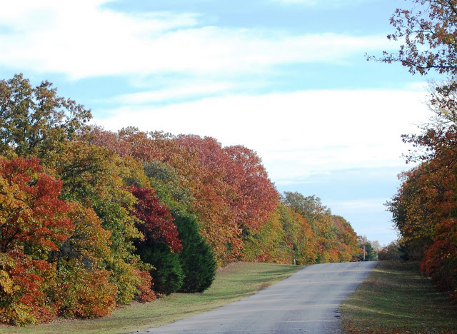 Beautiful fall trees along a road at Lake Thunderbird