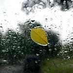 Leaf on Window in the Rain